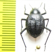 Metriopus depressus  Namibia - INSECTS-STORE.RU