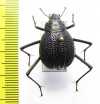Onymacris plana, female  Namibia - INSECTS-STORE.RU