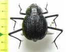 Onymacris plana, female  Namibia - INSECTS-STORE.RU