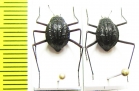 Stenodesia globulum  Namibia - INSECTS-STORE.RU