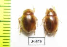 Pachyphaleria capensis  Namibia - INSECTS-STORE.RU
