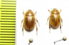 Pachyphaleria capensis  Namibia - INSECTS-STORE.RU