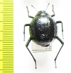 Physadesmia bullata  Namibia - INSECTS-STORE.RU