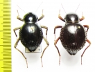 Psammodes vialis, pair  Namibia - INSECTS-STORE.RU