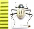 Stenocara eburnea, female  Namibia - INSECTS-STORE.RU