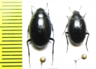 Zophosis sp.  Namibia - INSECTS-STORE.RU