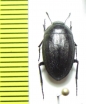 Zophosis sp.  Namibia - INSECTS-STORE.RU