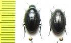 Zophosis sp.  Namibia - INSECTS-STORE.RU