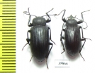 Tenebrionidae sp.  Tanzania - INSECTS-STORE.RU