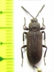 Tenebrionidae sp.  Tanzania - INSECTS-STORE.RU