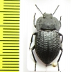 Tenebrionidae sp.  Tanzania - INSECTS-STORE.RU