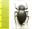 Tenebrionidae sp.  Tanzania - INSECTS-STORE.RU