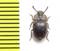 Tenebrionidae sp.  Tanzania - INSECTS-STORE.RU