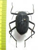 Eupezus sp.  Tanzania - INSECTS-STORE.RU