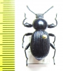 Pycnocerus revoili fairmairei  Tanzania - INSECTS-STORE.RU
