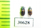Tenebrionidae sp.  Madagascar - INSECTS-STORE.RU