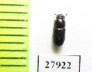 Tenebrionidae sp.  Madagascar - INSECTS-STORE.RU