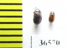 Tenebrionidae sp.  Madagascar - INSECTS-STORE.RU