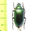 Tenebrionidae sp.  Madagascar - INSECTS-STORE.RU