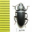 Tenebrionidae sp.  Madagascar - INSECTS-STORE.RU