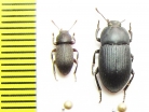 Tenebrionidae sp.  Madagascar - INSECTS-STORE.RU