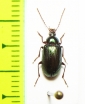 Tenebrionidae sp.  Madagascar - INSECTS-STORE.RU