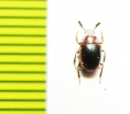 Heterophylus obesus  Madagascar - INSECTS-STORE.RU