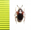 Heterophylus quadrimaculatus  Madagascar - INSECTS-STORE.RU
