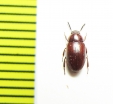 Platydema sp.  Madagascar - INSECTS-STORE.RU