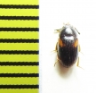 Platydema sp.  Madagascar - INSECTS-STORE.RU