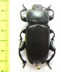 Styphacus decorsei  Madagascar - INSECTS-STORE.RU