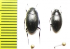 Zophosis madagascariensis  Madagascar - INSECTS-STORE.RU