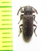 Tenebrionidae sp.  Central Africa Rep. - INSECTS-STORE.RU