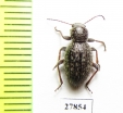 Tenebrionidae sp.  Namibia - INSECTS-STORE.RU