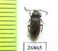 Tenebrionidae sp.  South Africa Rep. - INSECTS-STORE.RU