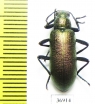 Tenebrionidae sp.  South Africa Rep. - INSECTS-STORE.RU