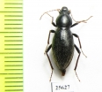 Tenebrionidae sp.  South Africa Rep. - INSECTS-STORE.RU