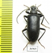 Tenebrionidae sp.  South Africa Rep. - INSECTS-STORE.RU