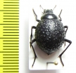 Physosterna sp.  South Africa Rep. - INSECTS-STORE.RU