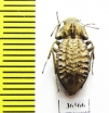 Tenebrionidae sp.  South Africa Rep. - INSECTS-STORE.RU