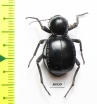Tenebrionidae sp.  South Africa Rep. - INSECTS-STORE.RU