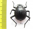 Physosterna sp.  South Africa Rep. - INSECTS-STORE.RU