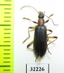 Tenebrionidae sp.  South Africa Rep. - INSECTS-STORE.RU