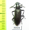Tenebrionidae sp.  South Africa Rep. - INSECTS-STORE.RU