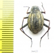Tenebrionidae sp.  South Africa Rep. - INSECTS-STORE.RU