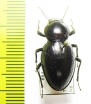 Tenebrionidae sp.  South Africa Rep. - INSECTS-STORE.RU