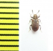 Tenebrionidae sp.  South Africa Rep. - INSECTS-STORE.RU
