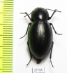 Tenebrionidae sp.  South Africa Rep. - INSECTS-STORE.RU