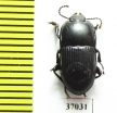 Tenebrionidae sp.  South Africa Rep. - INSECTS-STORE.RU