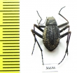 Tenebrionidae sp.  South Africa Rep. - INSECTS-STORE.RU
